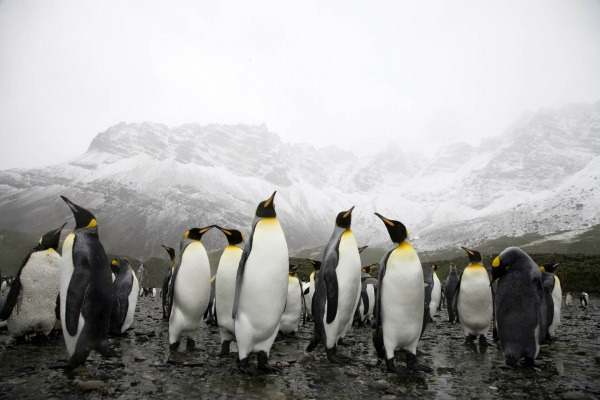 1_Animals_40.jpg-nggid0214-ngg0dyn-0x400-00f0w010c010r110f110r010t010