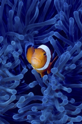 1_Animals_44.jpg-nggid0218-ngg0dyn-0x400-00f0w010c010r110f110r010t010