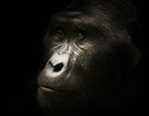 1_Animals_46.jpg-nggid0220-ngg0dyn-0x400-00f0w010c010r110f110r010t010