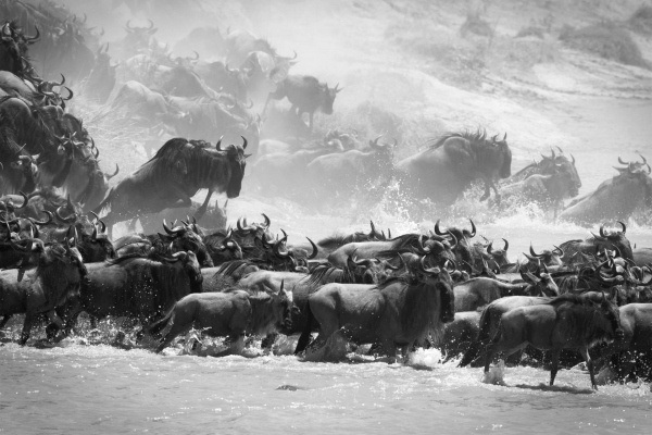 1_Animals_48.jpg-nggid0222-ngg0dyn-0x400-00f0w010c010r110f110r010t010