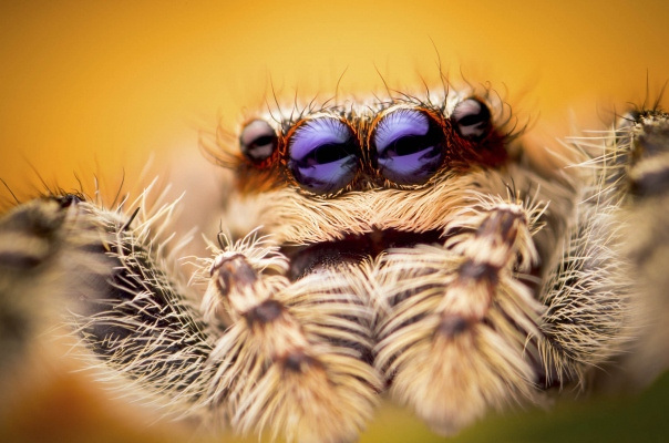 1_Animals_49.jpg-nggid0223-ngg0dyn-0x400-00f0w010c010r110f110r010t010