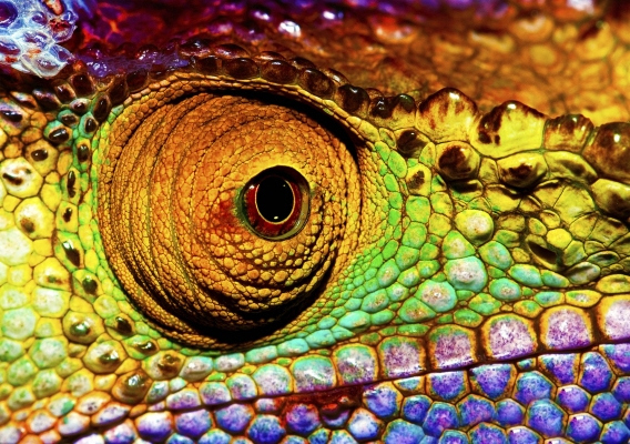Photo of colorful reptilian eye, closeup head part of chameleon, multicolor scaly skin of lizard, african animal, beautiful exotic iguana, wild nature, fauna of rainforest